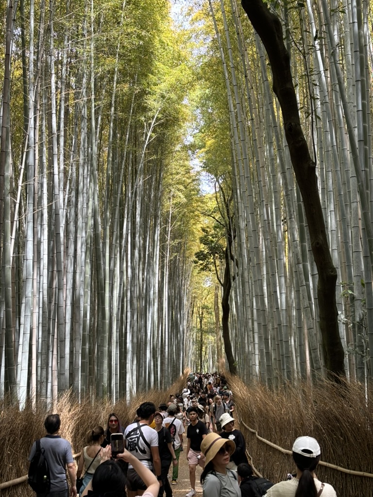 Bambusový les Arashiyama